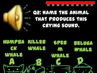 10 09 08 07 06 05 04 03 02 01


         Q2: Name the animal
          that produces this
             crying sound.


Humpba Killer     Sper Beluga
  ck   whale       m    Whale
 whale            whale
 A       B           C            D
 