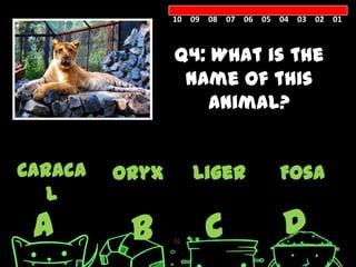 10 09 08 07 06 05 04 03 02 01



                Q4: What is the
                 name of this
                    animal?


Caraca   Oryx      Liger          Fosa
   l
 A        B          C            D
 