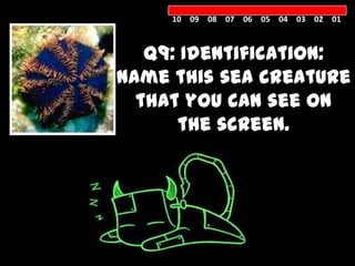 10 09 08 07 06 05 04 03 02 01



   Q9: Identification:
Name this sea creature
  that you can see on
      the screen.


 SEA
URCHIN
 