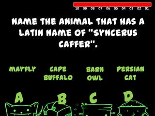 10 09 08 07 06 05 04 03 02 01


Name the animal that has a
 Latin name of ‚Syncerus
         Caffer‛.

mayfly    Cape         Barn        Persian
         buffalo       owl           cat


 A          B           C            D
 