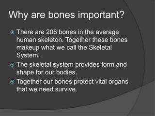 Why are bones important?There are 206 bones in the average human skeleton. Together these bones makeup what we call the Skeletal System.The skeletal system provides form and shape for our bodies.Together our bones protect vital organs that we need survive.