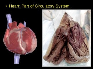 • Heart: Part of Circulatory System.
 