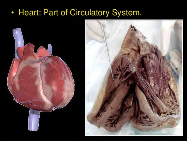 Label parts of the heart game