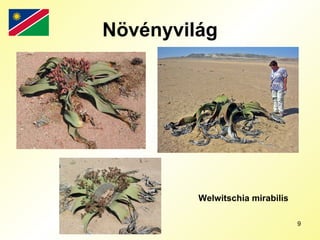Növényvilág Welwitschia mirabilis 
