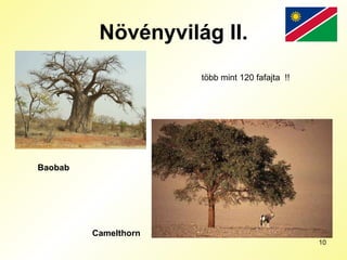 Növényvilág II. Baobab   Camelthorn   több mint 120 fafajta  !! 