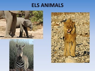 ELS ANIMALS
 