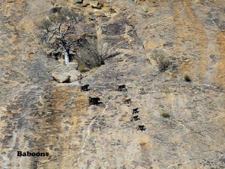 Baboons