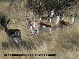 SPRINGBOCKS NEAR AI AIBA LODGE