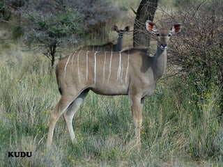 KUDU