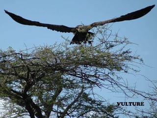 VULTURE