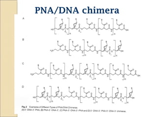 PNA/DNA chimera 
 