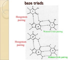 bbaassee ttrriiaaddss 
Hoogsteen 
pairing 
Watson-Crick pairing 
Hoogsteen 
pairing 
Watson-Crick pairing 
 