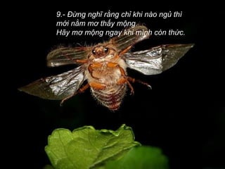 9.- Đừng nghĩ rằng chỉ khi nào ngủ thì mới nằm mơ thấy mộng.  Hãy mơ mộng ngay khi mình còn thức.  