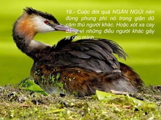 19.- Cuộc đời quá NGẮN NGỦI nên đừng phung phí nó trong giận dữ căm thù người khác. Hoặc xót xa cay đắng vì những điều người khác gây ra cho mình.  