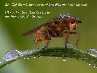 28.- Ghi lên một danh sách những điều mình cần biết ơn! Hãy quỳ xuống dâng lời cảm tạ  mà không cầu xin điều gì. 