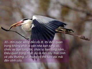 30.- Khi cuộc sống đến rồi đi, thì điều quan trọng không phải là căn nhà bạn từng có, chiếc xe bạn từng lái, chức vị bạn từng nắm... Điều quan trọng nhất, ấy là mối dây thân tình và yêu thương, vì chúng có thể kéo dài mãi đến vĩnh cửu. 