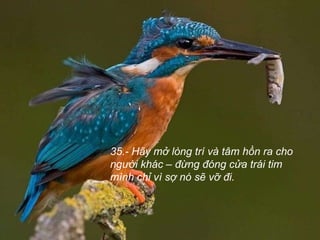 35.- Hãy mở lòng trí và tâm hồn ra cho người khác – đừng đóng cửa trái tim mình chỉ vì sợ nó sẽ vỡ đi.  