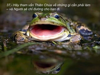 37.- Hãy tham vấn Thiên Chúa về những gì cần phải làm – và Người sẽ chỉ đường cho bạn đi. 