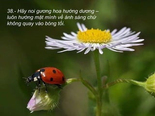 38.- Hãy noi gương hoa hướng dương – luôn hướng mặt mình về ánh sáng chứ không quay vào bóng tối.  
