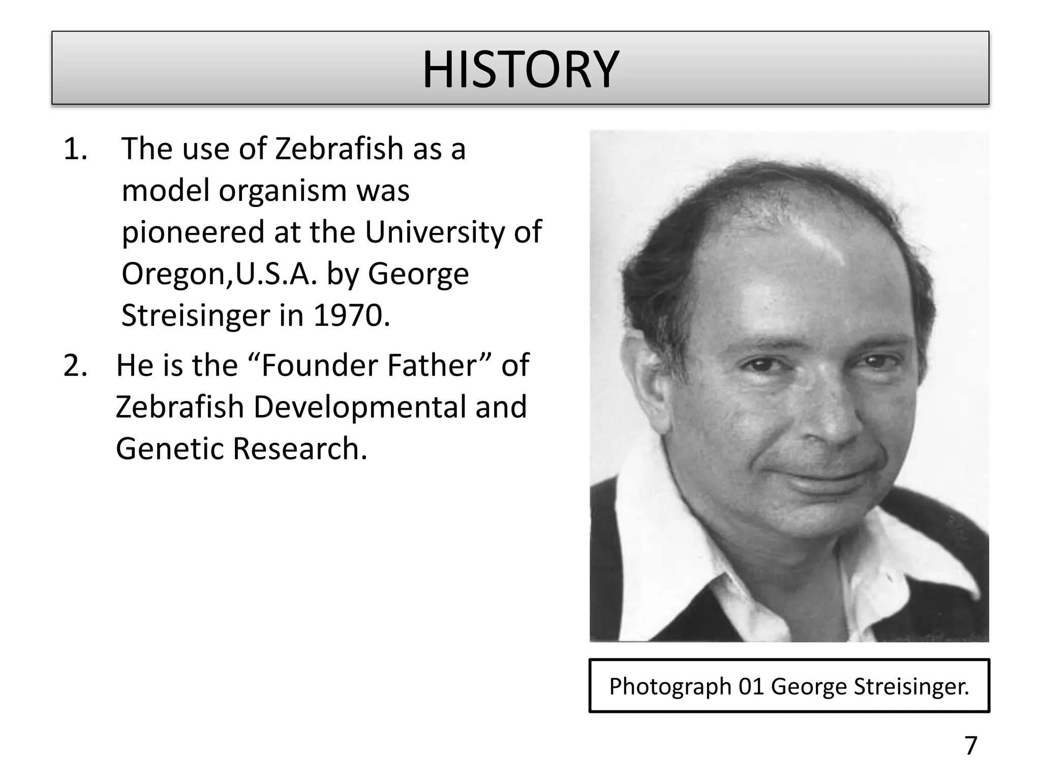 ZEBRAFISH : AS A MODEL ORGANISM. | PPT