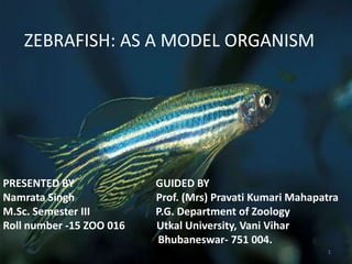 ZEBRAFISH : AS A MODEL ORGANISM. | PPTX