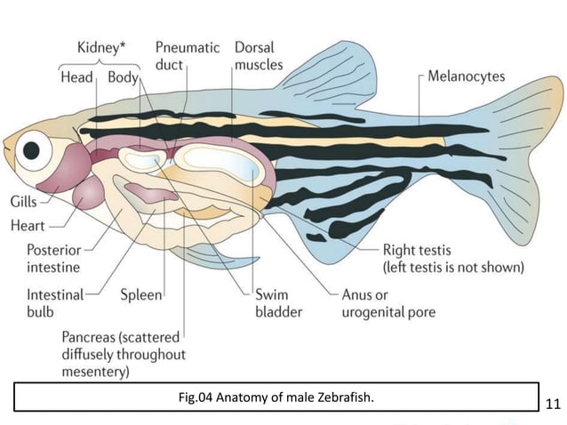 ZEBRAFISH : AS A MODEL ORGANISM. | PPTX | Heart and Cardiovascular ...