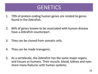 GENETICS
1. 70% of protein-coding human genes are related to genes
found in the Zebrafish.
2. 84% of genes known to be associated with human disease
have a Zebrafish counterpart.
3. They can be cloned from somatic cells.
4. They can be made transgenic.
5. As a vertebrate, the Zebrafish has the same major organs
and tissues as humans. Their muscle, blood, kidney and eyes
share many features with human systems.
15
 
