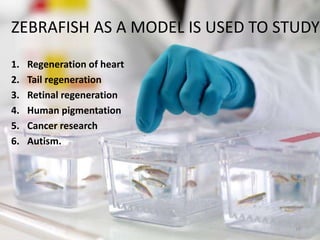 ZEBRAFISH : AS A MODEL ORGANISM. | PPTX