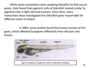 While some researchers were studying Zebrafish to find cancer
genes, they found that pigment cells of Zebrafish looked similar to
pigment cells in light-skinned humans. Since then, many
researchers have investigated the Zebrafish gene responsible for
different colors in stripes.
In 2005, some studies found the human version of the
gene, which affected Europeans differently from Africans and
Asians.
Fig.13 Location of pigment cells in Zebrafish embryo.
31
 