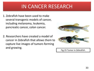 ZEBRAFISH : AS A MODEL ORGANISM. | PPTX