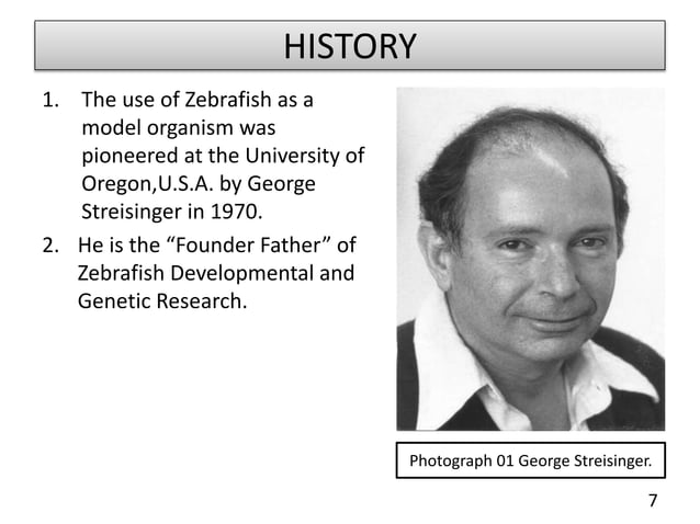 ZEBRAFISH : AS A MODEL ORGANISM. | PPTX | Heart and Cardiovascular ...