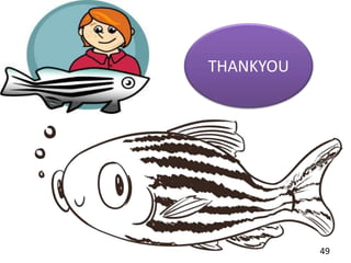 ZEBRAFISH : AS A MODEL ORGANISM.