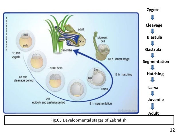 ZEBRAFISH : AS A MODEL ORGANISM.