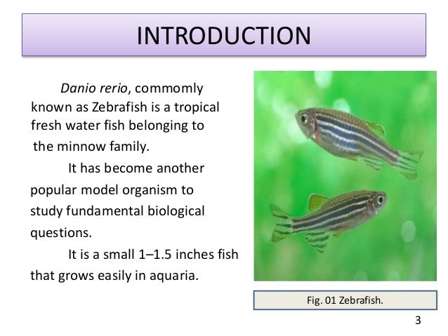 ZEBRAFISH : AS A MODEL ORGANISM.