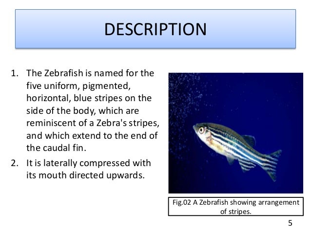 ZEBRAFISH : AS A MODEL ORGANISM.