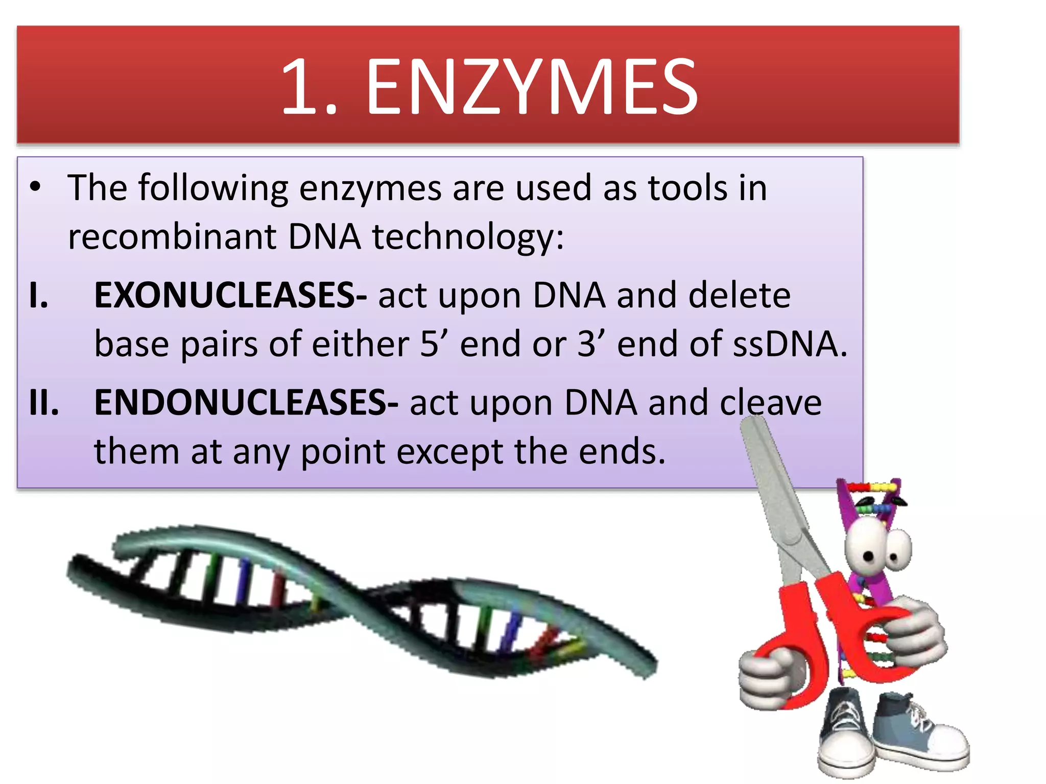1. ENZYMES
• The following enzymes are used as tools in
recombinant DNA technology:
I. EXONUCLEASES- act upon DNA and delete
base pairs of either 5’ end or 3’ end of ssDNA.
II. ENDONUCLEASES- act upon DNA and cleave
them at any point except the ends.
 