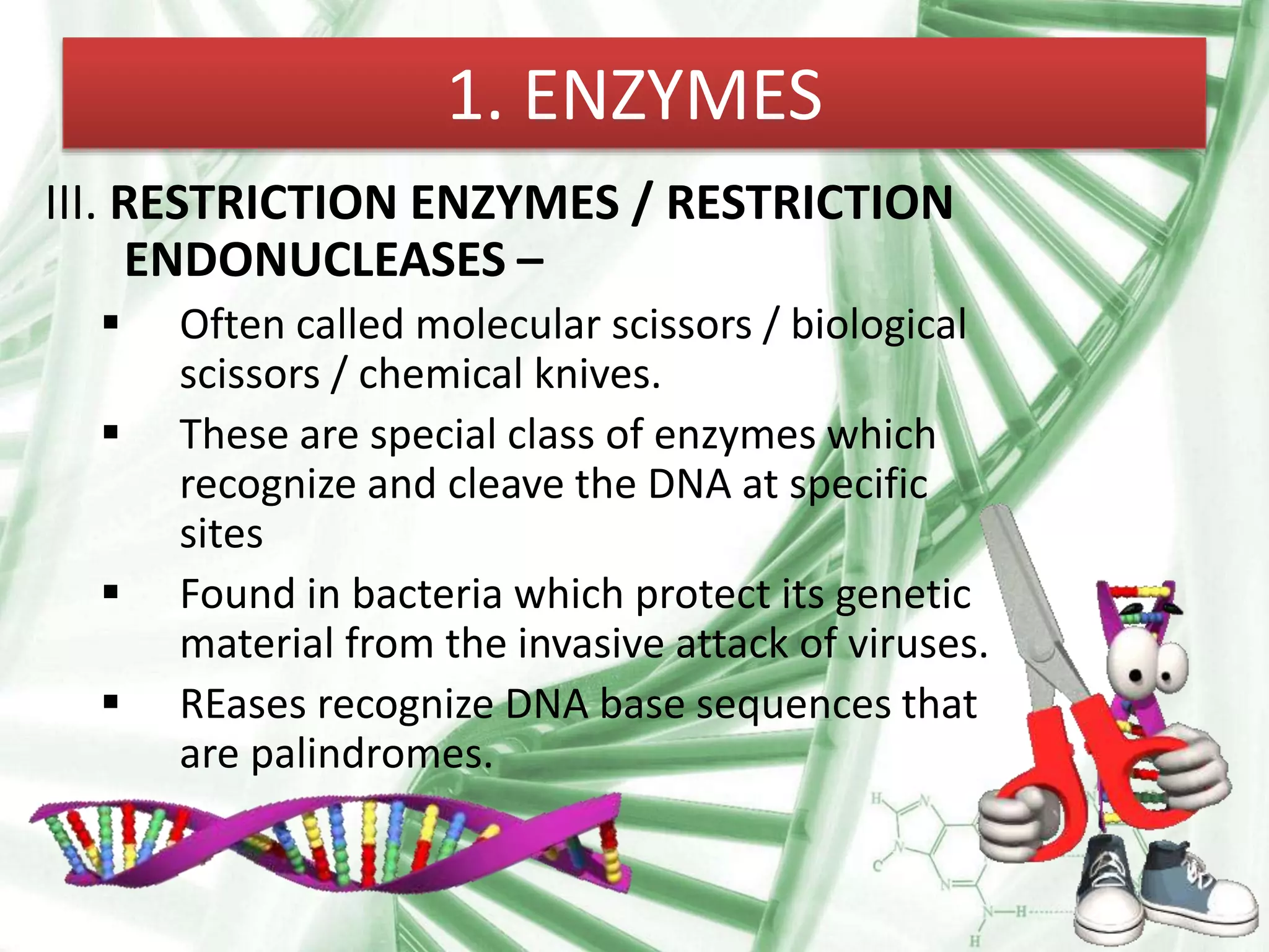 1. ENZYMES
III. RESTRICTION ENZYMES / RESTRICTION
ENDONUCLEASES –
 Often called molecular scissors / biological
scissors / chemical knives.
 These are special class of enzymes which
recognize and cleave the DNA at specific
sites
 Found in bacteria which protect its genetic
material from the invasive attack of viruses.
 REases recognize DNA base sequences that
are palindromes.
 