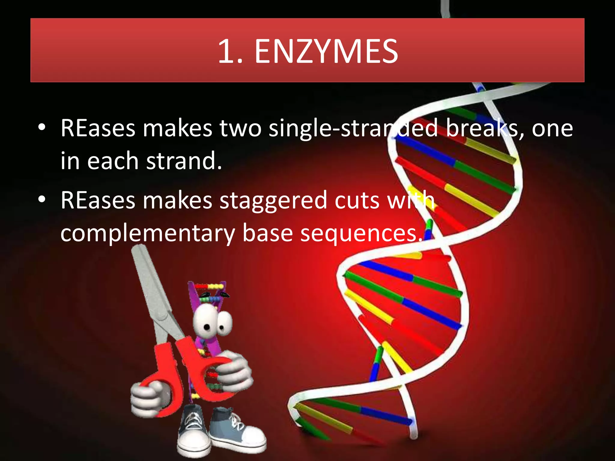 • REases makes two single-stranded breaks, one
in each strand.
• REases makes staggered cuts with
complementary base sequences.
1. ENZYMES
 