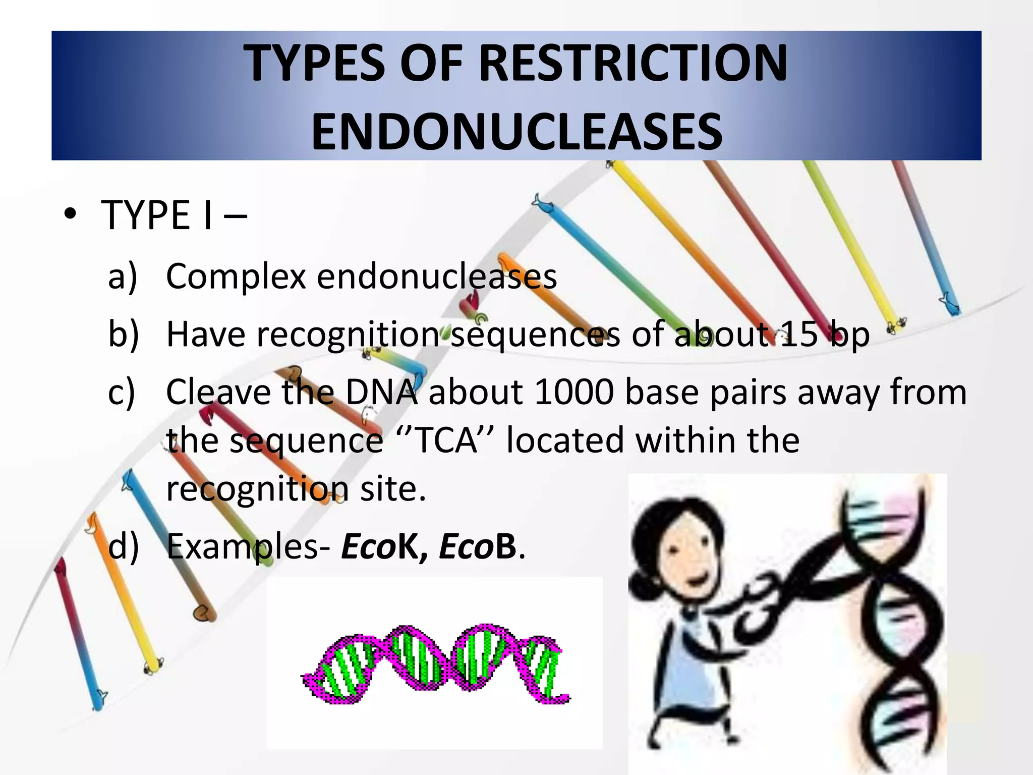 TYPES OF RESTRICTION
ENDONUCLEASES
• TYPE I –
a) Complex endonucleases
b) Have recognition sequences of about 15 bp
c) Cleave the DNA about 1000 base pairs away from
the sequence ‘’TCA’’ located within the
recognition site.
d) Examples- EcoK, EcoB.
 