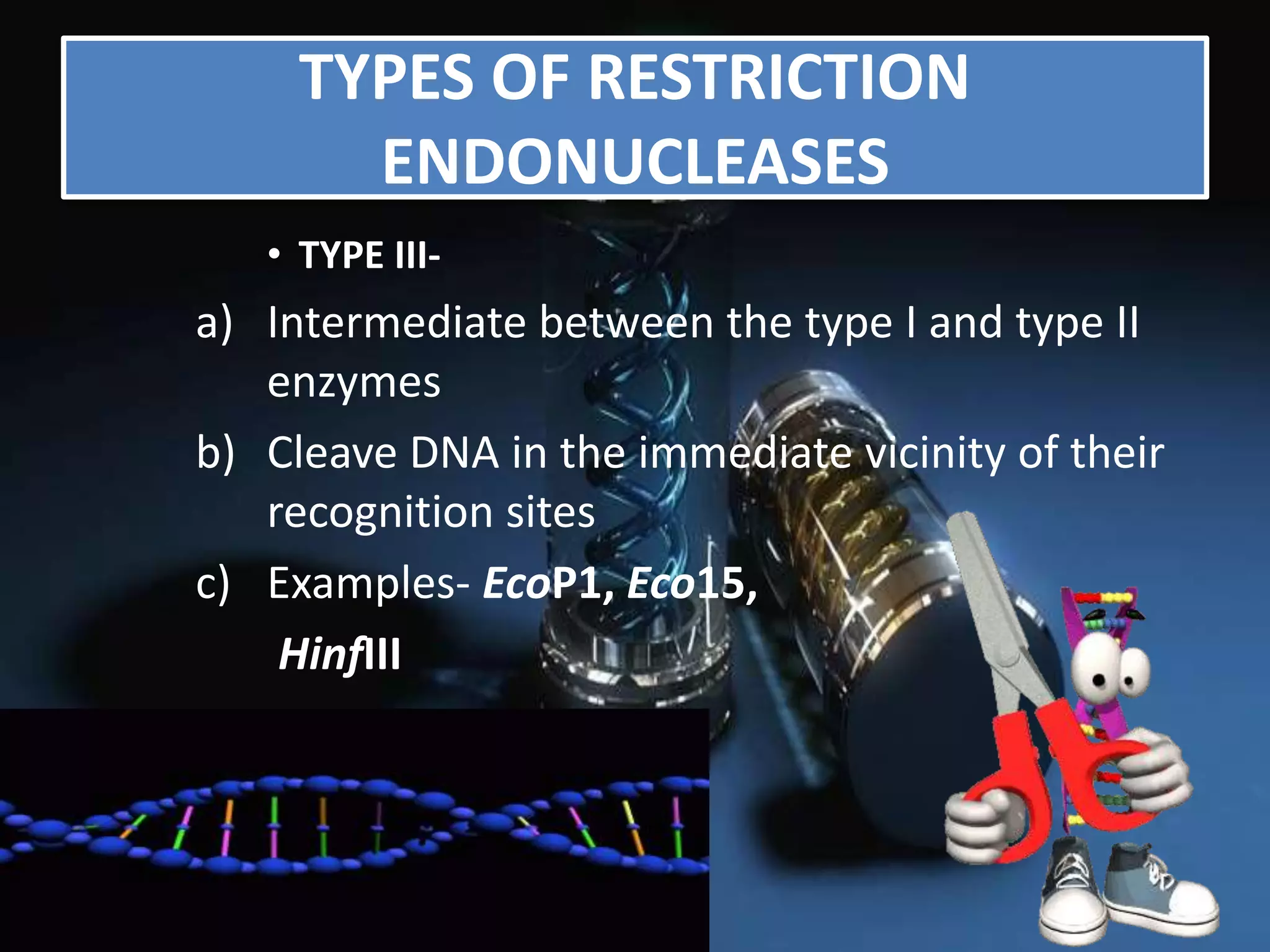 • TYPE III-
a) Intermediate between the type I and type II
enzymes
b) Cleave DNA in the immediate vicinity of their
recognition sites
c) Examples- EcoP1, Eco15,
HinfIII
TYPES OF RESTRICTION
ENDONUCLEASES
 