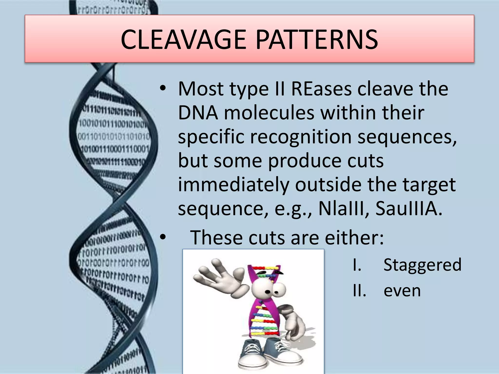 CLEAVAGE PATTERNS
• Most type II REases cleave the
DNA molecules within their
specific recognition sequences,
but some produce cuts
immediately outside the target
sequence, e.g., NlaIII, SauIIIA.
• These cuts are either:
I. Staggered
II. even
 