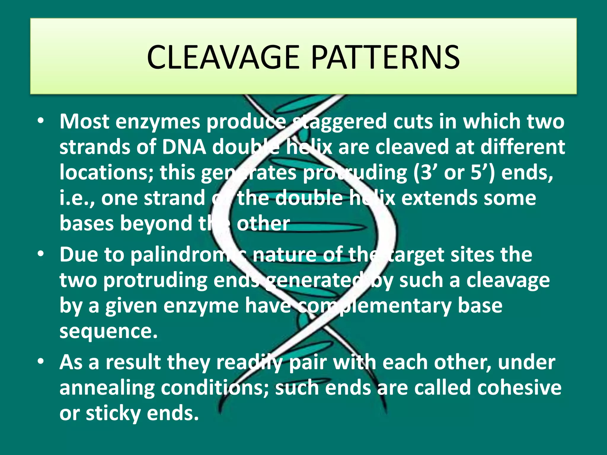 CLEAVAGE PATTERNS
• Most enzymes produce staggered cuts in which two
strands of DNA double helix are cleaved at different
locations; this generates protruding (3’ or 5’) ends,
i.e., one strand of the double helix extends some
bases beyond the other
• Due to palindromic nature of the target sites the
two protruding ends generated by such a cleavage
by a given enzyme have complementary base
sequence.
• As a result they readily pair with each other, under
annealing conditions; such ends are called cohesive
or sticky ends.
 