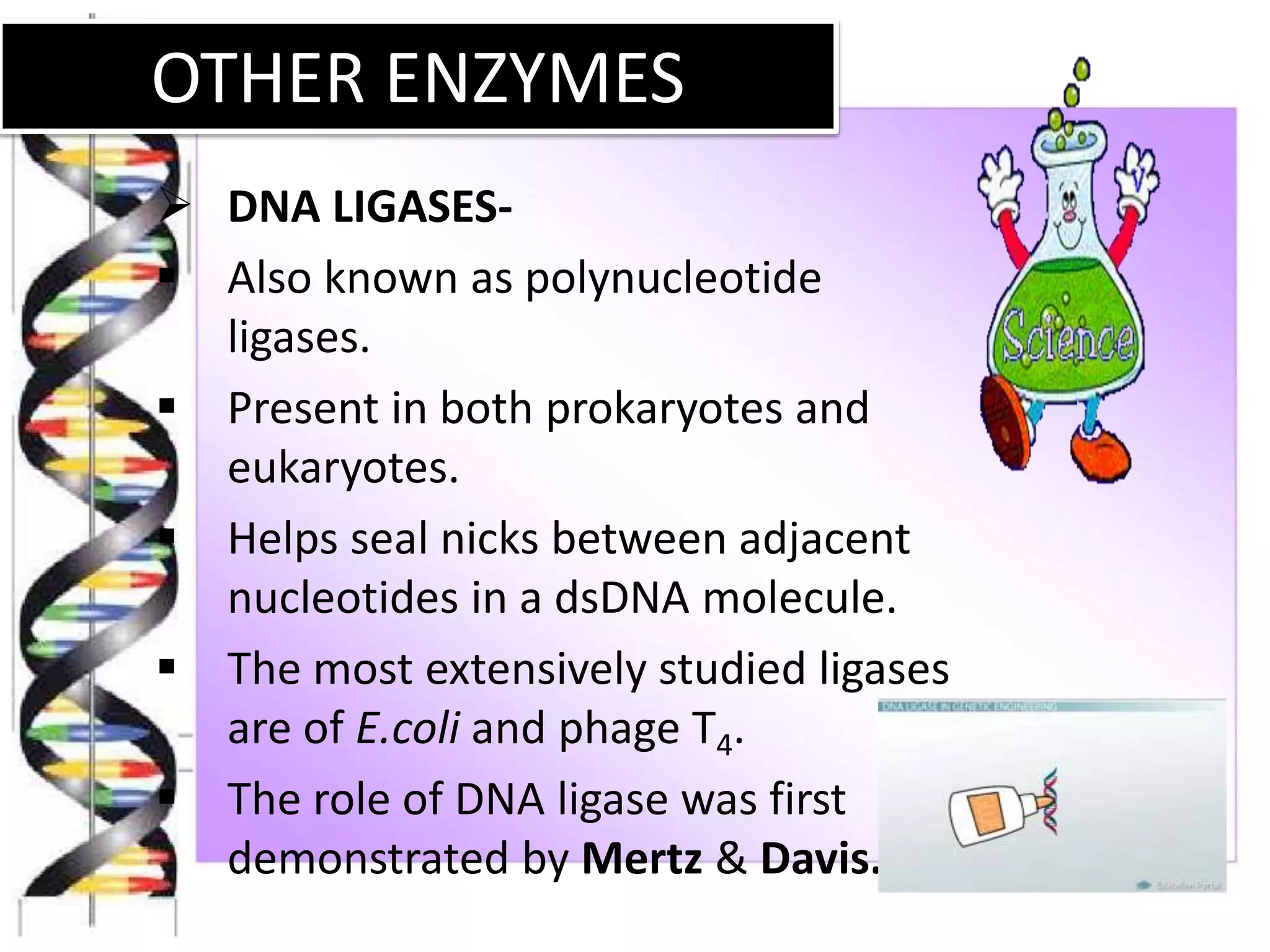 OTHER ENZYMES
 DNA LIGASES-
 Also known as polynucleotide
ligases.
 Present in both prokaryotes and
eukaryotes.
 Helps seal nicks between adjacent
nucleotides in a dsDNA molecule.
 The most extensively studied ligases
are of E.coli and phage T4.
 The role of DNA ligase was first
demonstrated by Mertz & Davis.
 