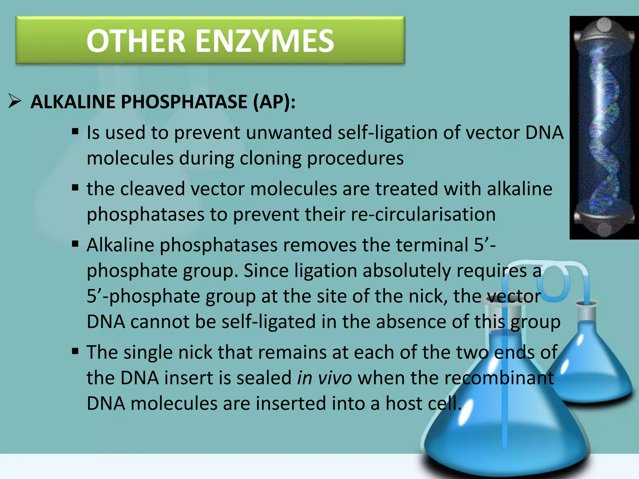OTHER ENZYMES
 ALKALINE PHOSPHATASE (AP):
 Is used to prevent unwanted self-ligation of vector DNA
molecules during cloning procedures
 the cleaved vector molecules are treated with alkaline
phosphatases to prevent their re-circularisation
 Alkaline phosphatases removes the terminal 5’-
phosphate group. Since ligation absolutely requires a
5’-phosphate group at the site of the nick, the vector
DNA cannot be self-ligated in the absence of this group
 The single nick that remains at each of the two ends of
the DNA insert is sealed in vivo when the recombinant
DNA molecules are inserted into a host cell.
 