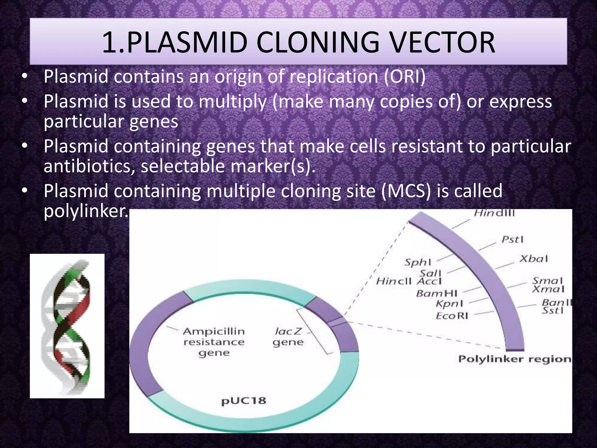 1.PLASMID CLONING VECTOR
• Plasmid contains an origin of replication (ORI)
• Plasmid is used to multiply (make many copies of) or express
particular genes
• Plasmid containing genes that make cells resistant to particular
antibiotics, selectable marker(s).
• Plasmid containing multiple cloning site (MCS) is called
polylinker.
 
