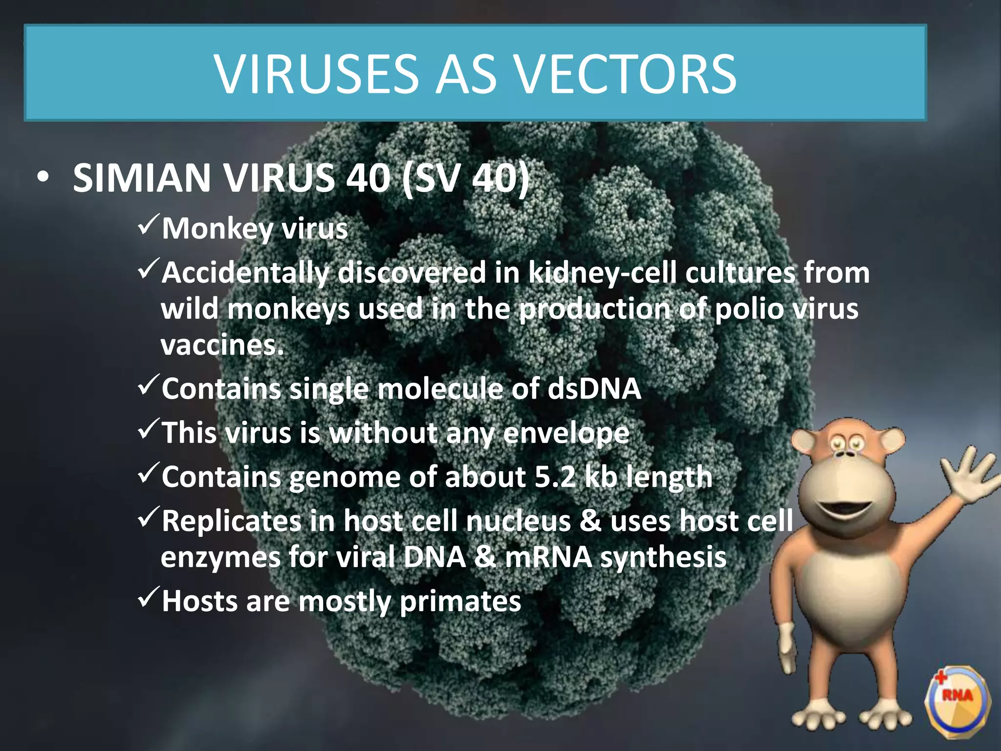 VIRUSES AS VECTORS
• SIMIAN VIRUS 40 (SV 40)
Monkey virus
Accidentally discovered in kidney-cell cultures from
wild monkeys used in the production of polio virus
vaccines.
Contains single molecule of dsDNA
This virus is without any envelope
Contains genome of about 5.2 kb length
Replicates in host cell nucleus & uses host cell
enzymes for viral DNA & mRNA synthesis
Hosts are mostly primates
 
