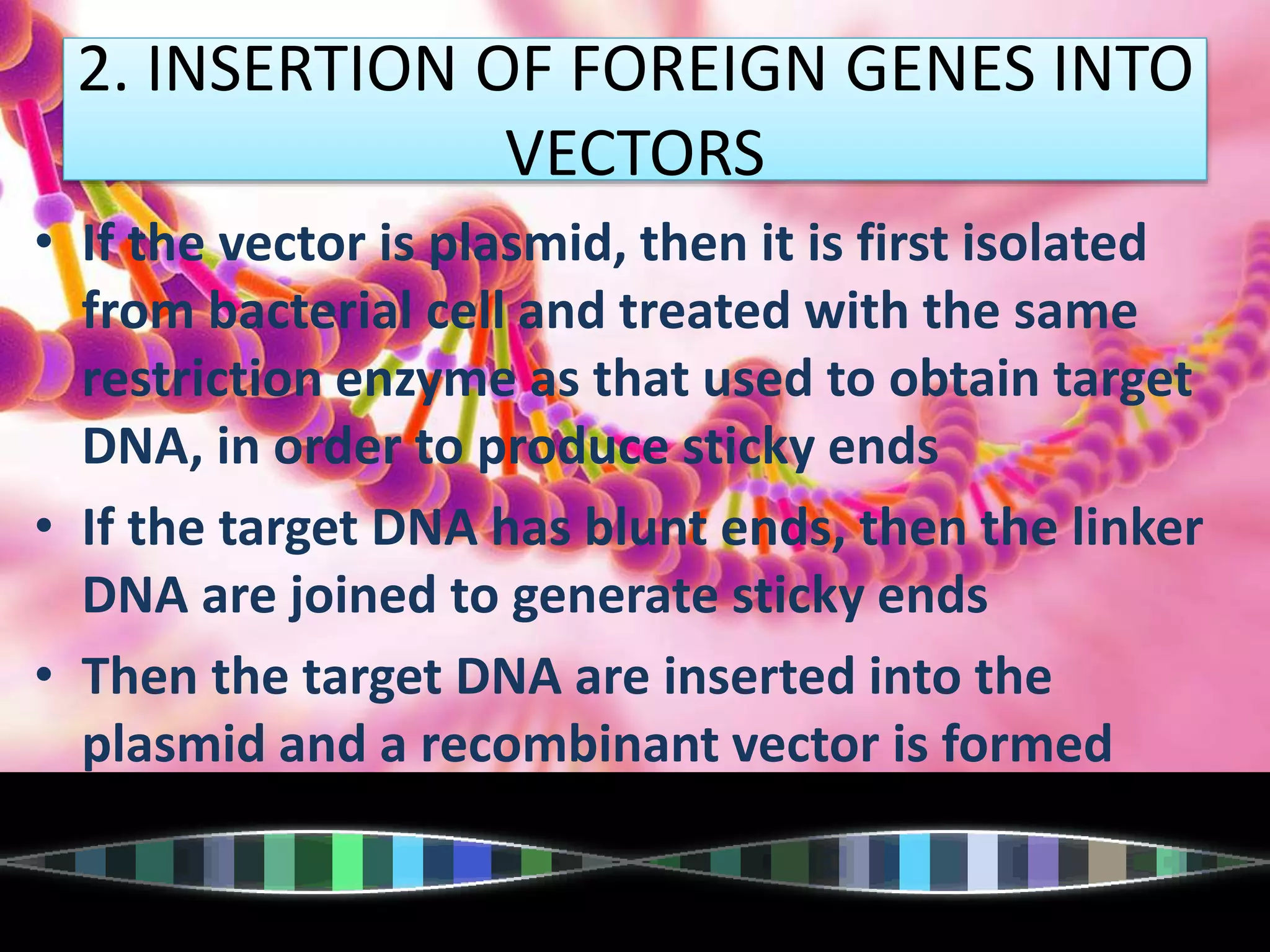 2. INSERTION OF FOREIGN GENES INTO
VECTORS
• If the vector is plasmid, then it is first isolated
from bacterial cell and treated with the same
restriction enzyme as that used to obtain target
DNA, in order to produce sticky ends
• If the target DNA has blunt ends, then the linker
DNA are joined to generate sticky ends
• Then the target DNA are inserted into the
plasmid and a recombinant vector is formed
 