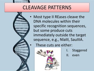 CLEAVAGE PATTERNS
• Most type II REases cleave the
DNA molecules within their
specific recognition sequences,
but some produce cuts
immediately outside the target
sequence, e.g., NlaIII, SauIIIA.
• These cuts are either:
I. Staggered
II. even
 
