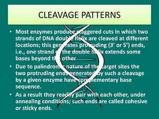 CLEAVAGE PATTERNS
• Most enzymes produce staggered cuts in which two
strands of DNA double helix are cleaved at different
locations; this generates protruding (3’ or 5’) ends,
i.e., one strand of the double helix extends some
bases beyond the other
• Due to palindromic nature of the target sites the
two protruding ends generated by such a cleavage
by a given enzyme have complementary base
sequence.
• As a result they readily pair with each other, under
annealing conditions; such ends are called cohesive
or sticky ends.
 