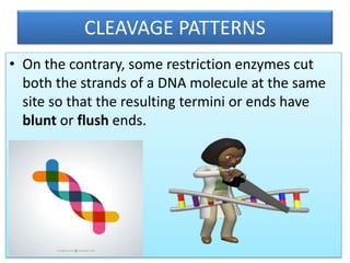 CLEAVAGE PATTERNS
• On the contrary, some restriction enzymes cut
both the strands of a DNA molecule at the same
site so that the resulting termini or ends have
blunt or flush ends.
 